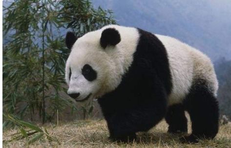 熊猫两个字那么写拼音是什么声调
