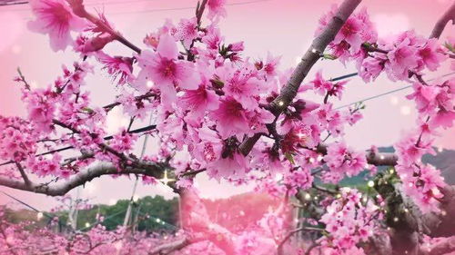 桃花里护法，桃花里面是什么