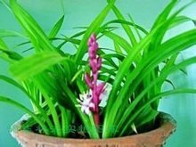 瑞草世家西洋参蜂王浆，瑞草洞 韩国
