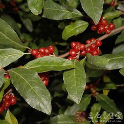 胡颓子叶作用与功效,有什么副作用?