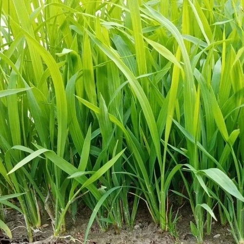 分蘖读音，分蘖的拼音