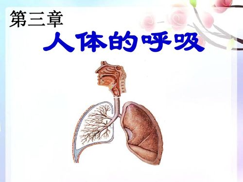呼吸道对空气的处理思维导图，呼吸道对空气的处理教材分析