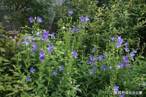 有一种中药叫“瑞草”,安神散结、止咳止吐,还分六种功效各不同_百度知