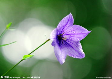 植物百科: 桔梗花