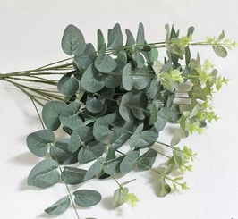 尤加利的花语和寓意