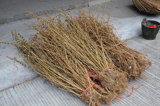 过饥草别名，过饥草汤的功效与作用禁忌