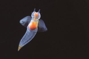海洋中的精灵——海天使