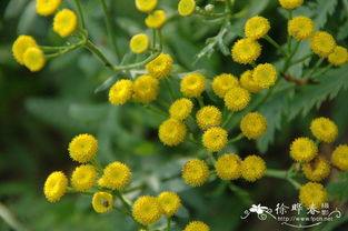 艾菊图片，艾菊香简历