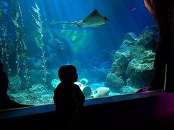 aquarium怎么读，aquarium是什么星座