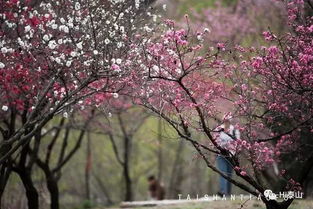 露桃花里不知秋的意思露桃花里不知秋的意思是什么