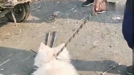 什么叫残忍?