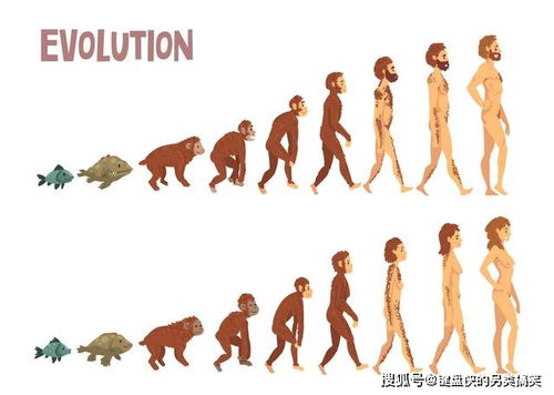 人类是怎么来的 人类的起源发展过程