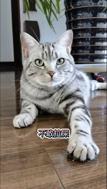 可怜兮兮什么意思，可怜兮兮的拼音