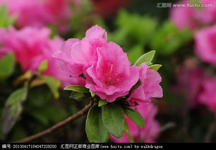 春娟黄芪霜的功效与作用，春娟黄芪霜哪里出产的