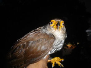 barred owl，barre的中文