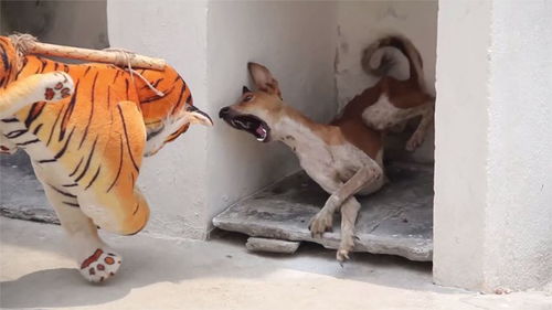 狗血淋头是什么意思
