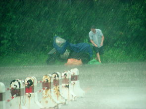 风雨飘摇指什么生肖，风雨飘摇下一句是什么