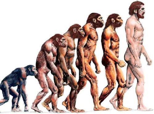 人类是鱼进化而来的吗，人类是怎么进化而来的研究报告