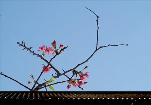 关于春花的古诗名句