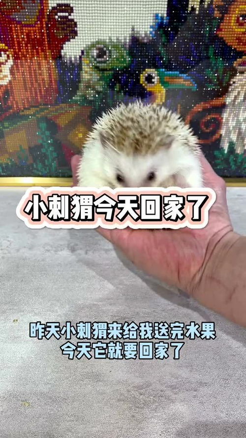 有趣的小刺猬阅读理解答案