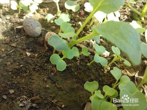 发芽率名词解释，发芽率怎么算公式