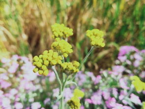 一花独放不是春,百花齐放春满园是谁写的?