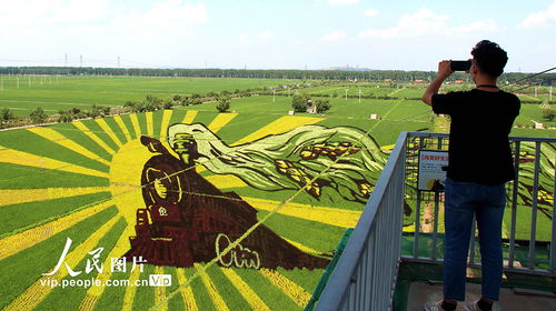 稻田画在哪个位置在哪个地方，稻田画景区在哪里