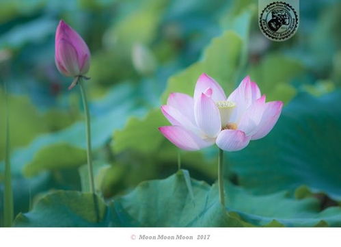 姑娘十八一朵花歌词，泳装美女热力36歌伴舞,姑娘十八一朵花