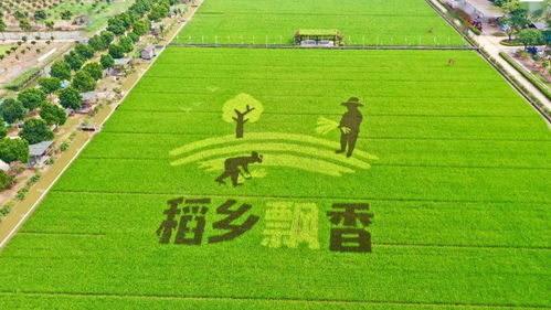 沈阳稻田画最佳观赏时间
