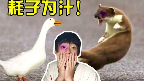 鹅怎么画简笔画