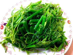 龙须菜是什么菜?，龙须菜又叫什么