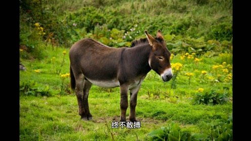 黔驴技穷是什么意思?