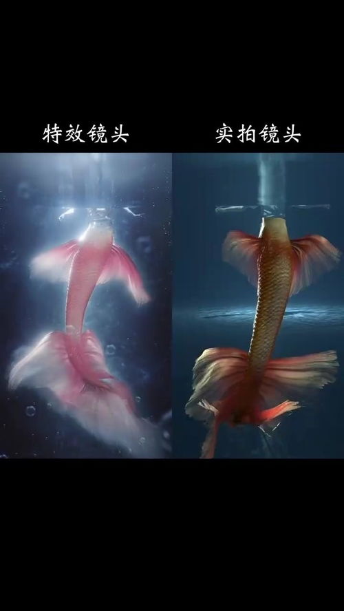 假如我是一条美人鱼800字作文