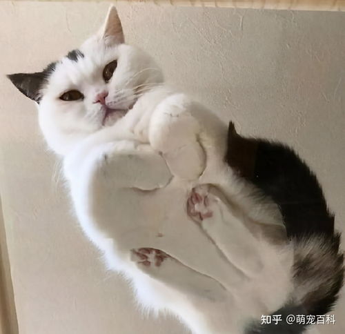 女生揣手手什么意思，揣手手什么意思怎么回复