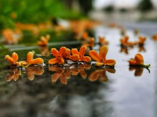 桂花雨生字组词带拼音，桂花雨生字组词