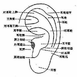 耳针疗法几天后拔针，耳针疗法名词解释