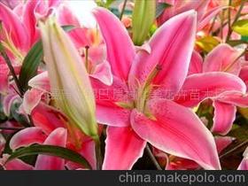 香水百合种球种下后多久开花，香水百合种球种植方法和时间