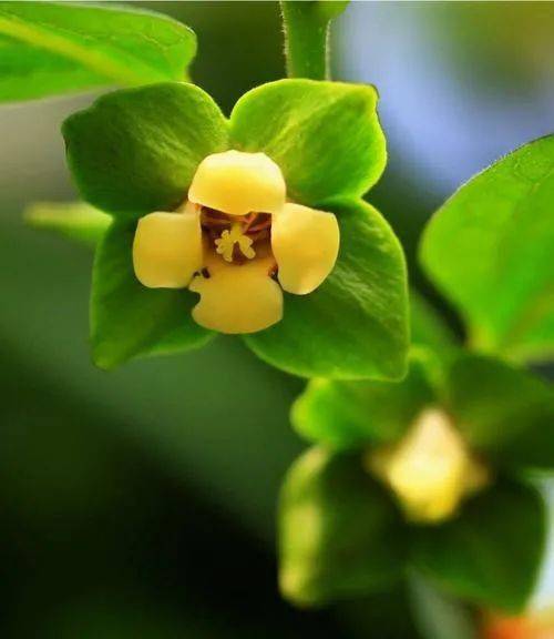 柿子花能开多长时间?