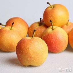 南果梨是哪里的特产