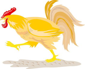 rooster翻译，rooster怎么记忆