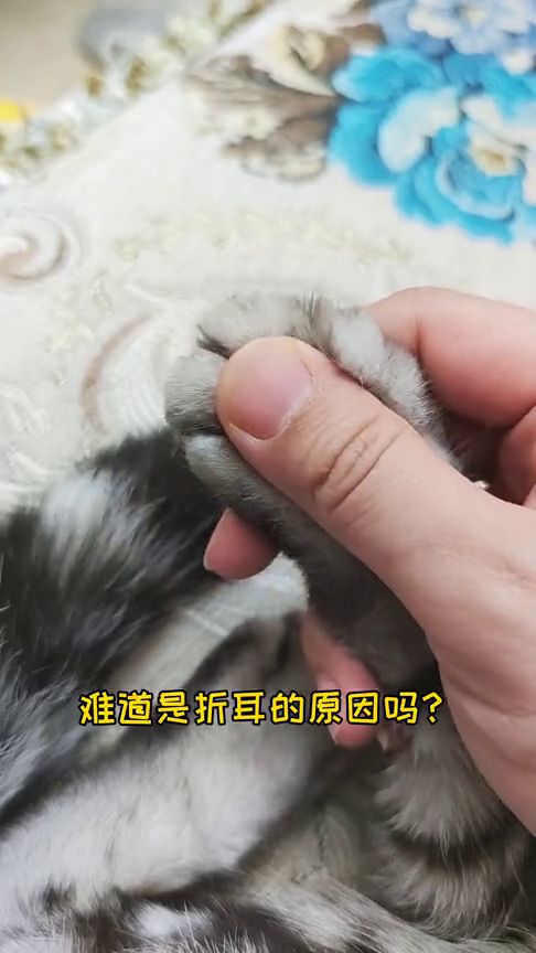 男生发微信表情揣手手是什么意思