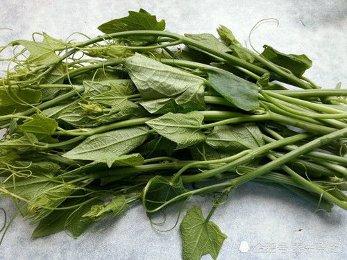 龙须菜是什么菜