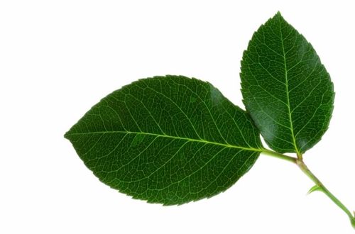 leaves是什么意思，maple leaf是什么意思