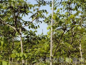﻿核桃楸栽培技术
