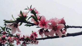 一花独放不是春,万紫千红春满园，百花齐放的下一句