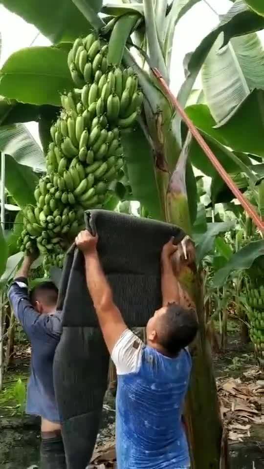 《摘果子》中班游戏教案