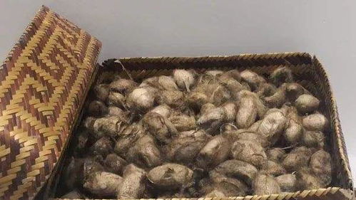 柞蚕丝被子的优缺点，柞蚕丝是什么丝