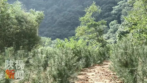 户县年平均气温,年降雨量,年日照时间