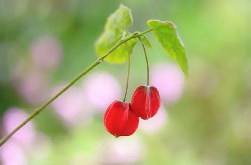关于樱花花香的诗句?