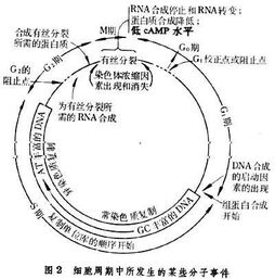 细胞周期的四个时期图，细胞周期分析